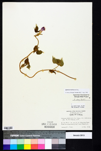 Ipomoea hederacea image