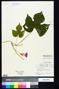 Ipomoea hederacea image