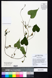 Ipomoea lacunosa image