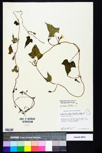 Ipomoea lacunosa image