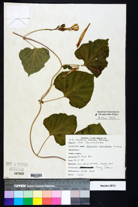 Ipomoea macrorhiza image