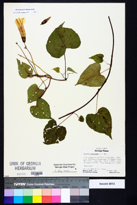 Ipomoea pandurata image