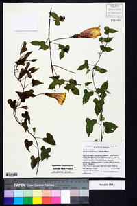 Ipomoea pandurata image