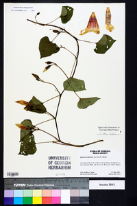 Ipomoea pandurata image