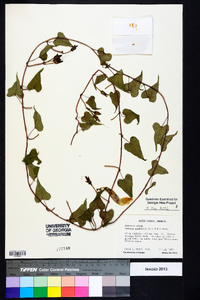 Ipomoea pandurata image