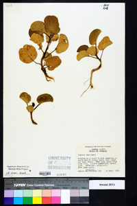 Ipomoea pes-caprae image