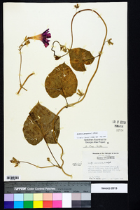 Ipomoea purpurea image