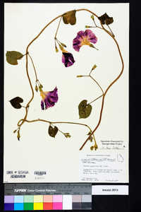 Ipomoea purpurea image