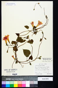 Ipomoea purpurea image