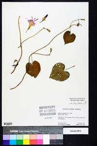 Ipomoea purpurea image