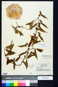 Ipomoea sagittata image