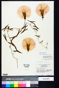 Ipomoea sagittata image