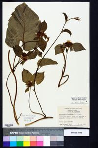 Jacquemontia tamnifolia image