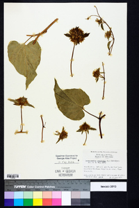 Jacquemontia tamnifolia image