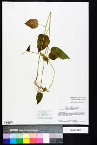 Jacquemontia tamnifolia image