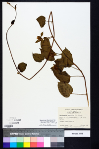 Jacquemontia tamnifolia image