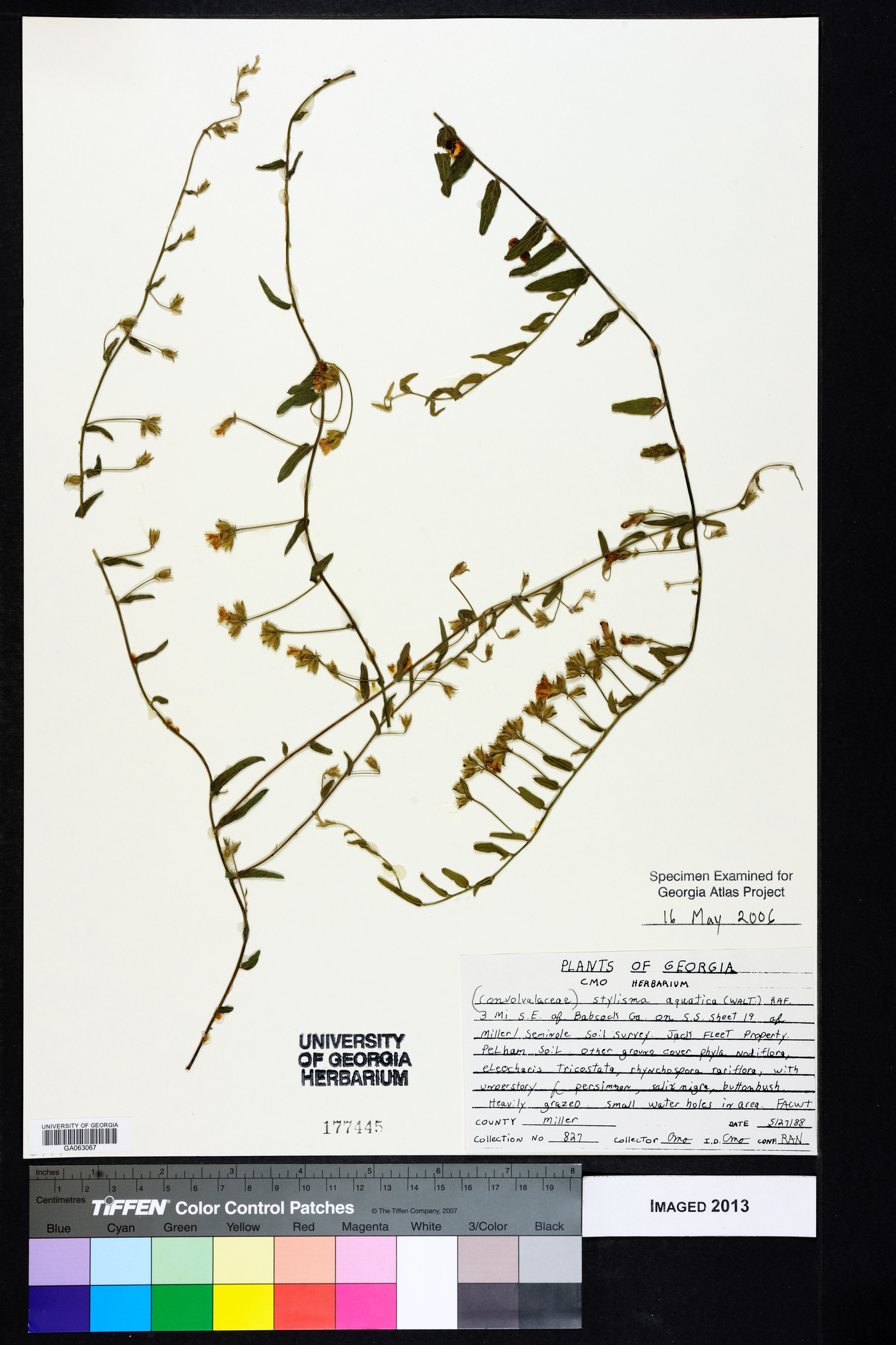 Stylisma aquatica image