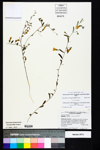 Stylisma patens subsp. angustifolia image
