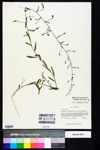 Stylisma patens subsp. angustifolia image