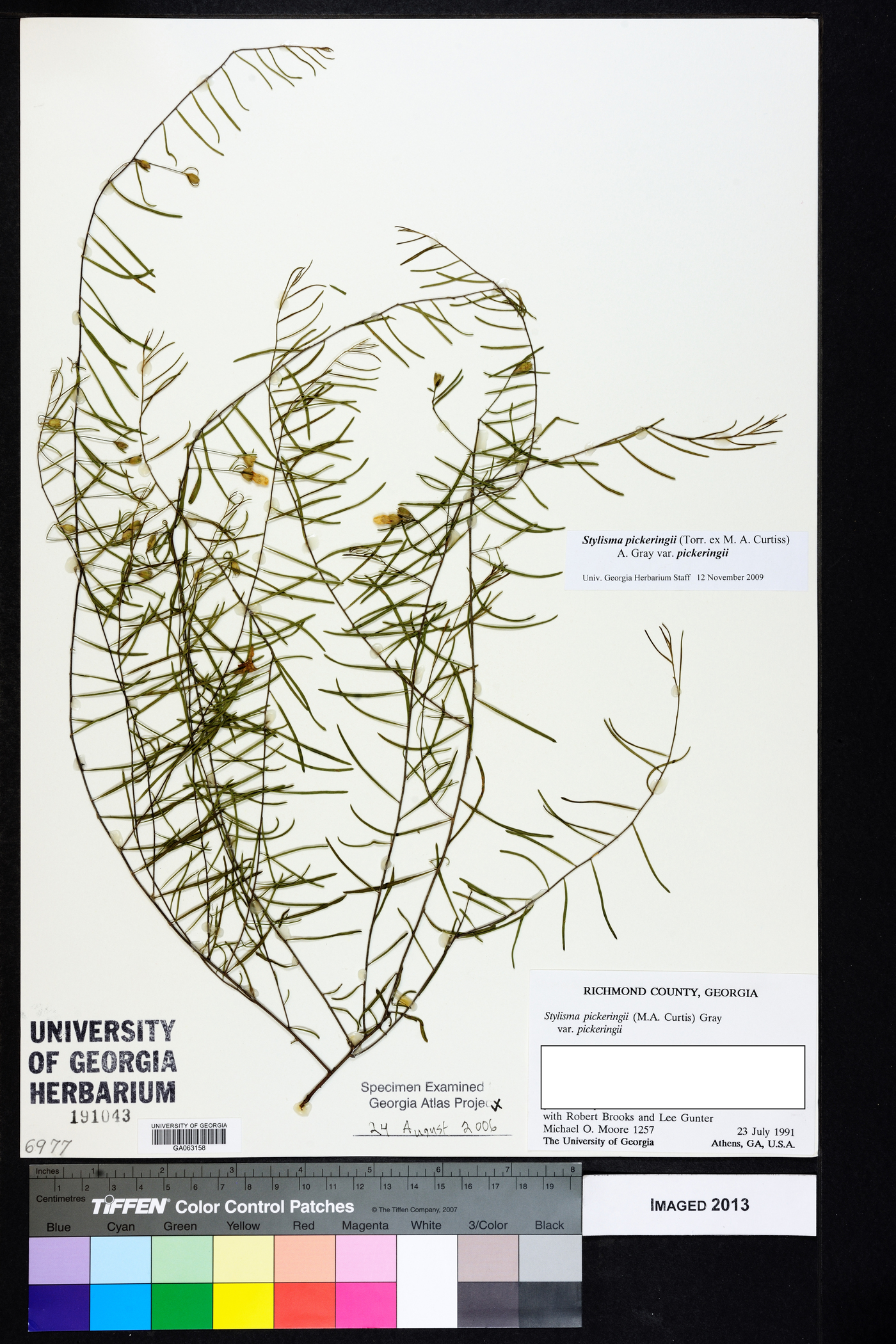 Stylisma pickeringii image