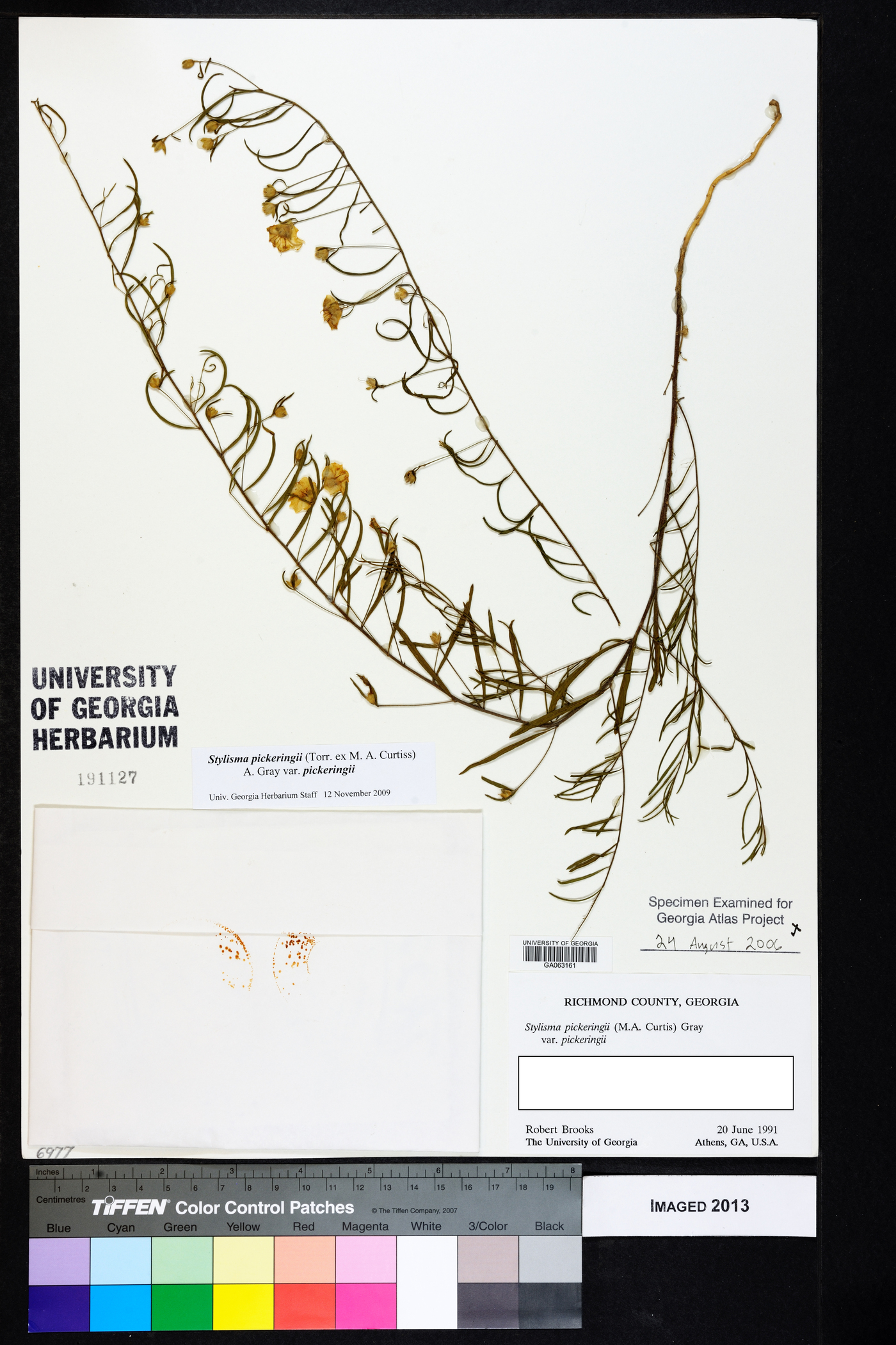 Stylisma pickeringii var. pickeringii image