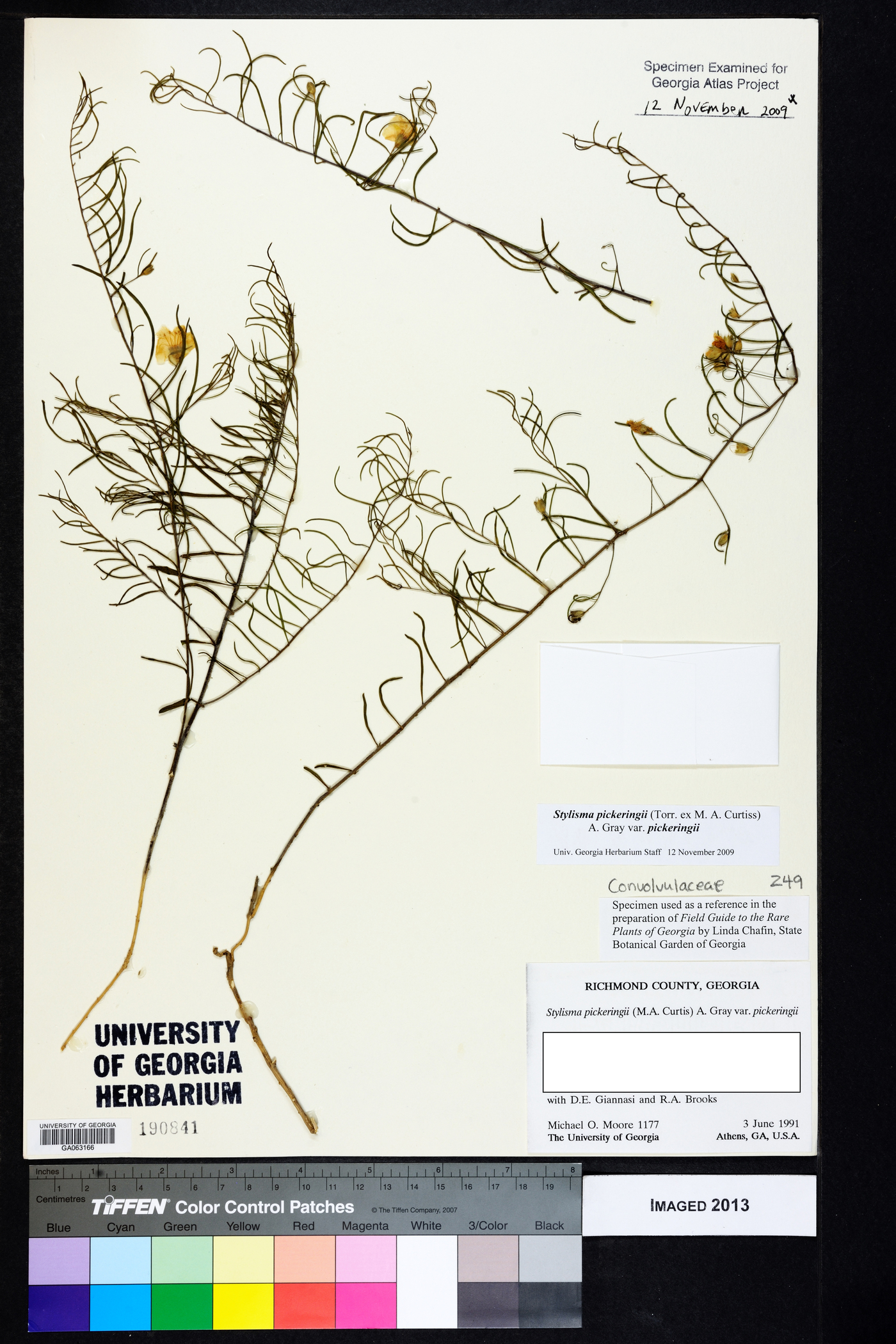 Stylisma pickeringii var. pickeringii image