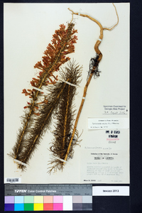 Ipomopsis rubra image