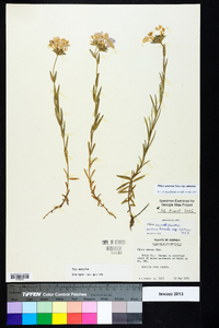 Phlox amoena subsp. amoena image