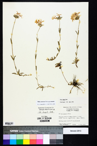 Phlox amoena subsp. amoena image