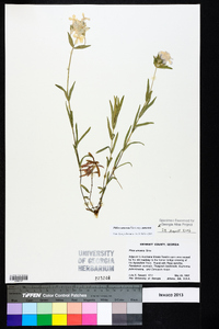 Phlox amoena subsp. amoena image