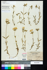 Phlox amoena subsp. amoena image