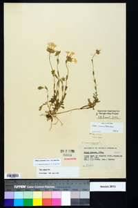 Phlox amoena subsp. amoena image