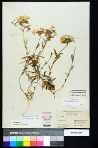 Phlox amoena subsp. amoena image