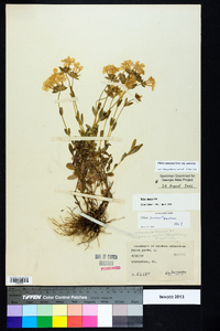 Phlox amoena subsp. amoena image