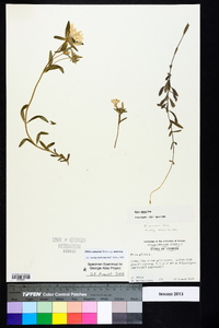 Phlox amoena subsp. amoena image