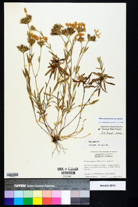 Phlox amoena subsp. amoena image