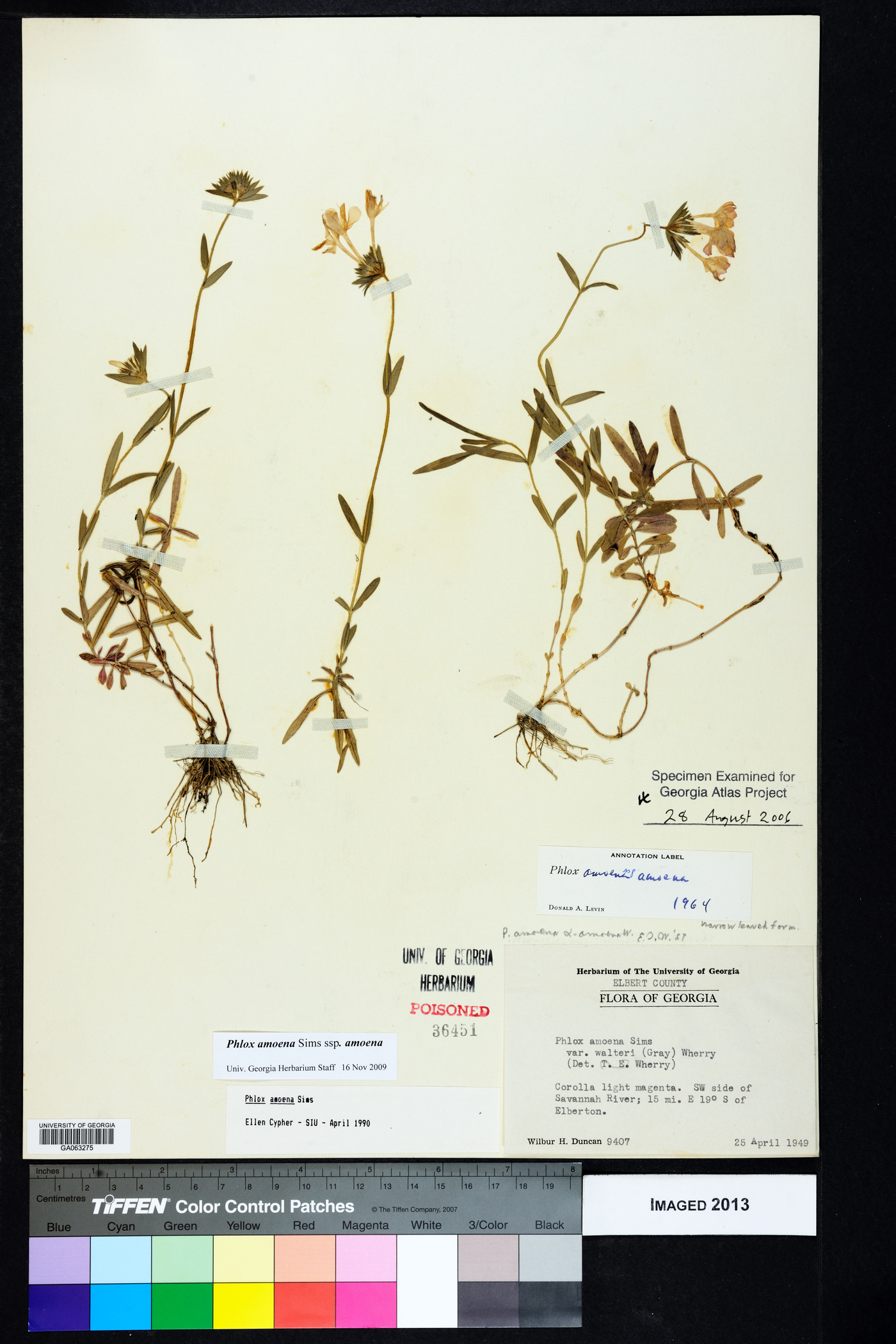 Phlox amoena subsp. amoena image