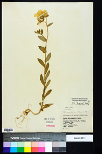 Phlox drummondii image