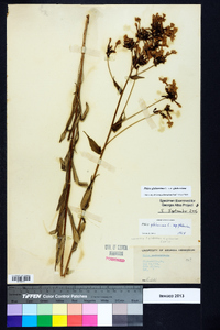 Phlox glaberrima image