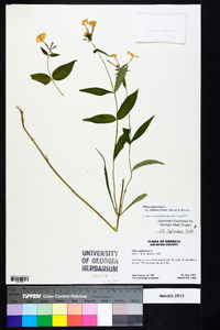 Phlox glaberrima image