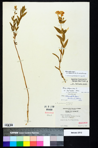 Phlox glaberrima image