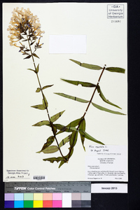 Phlox maculata image