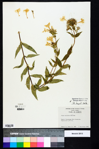 Phlox maculata image