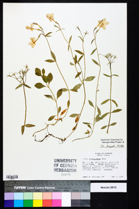 Phlox stolonifera image