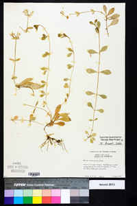 Phlox stolonifera image