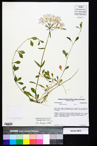 Phlox stolonifera image