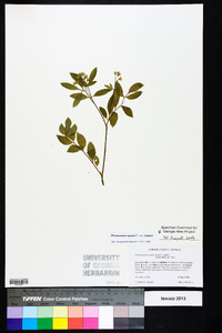 Polemonium reptans image