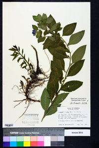 Hydrolea ovata image