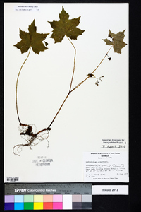 Hydrophyllum canadense image