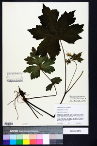 Hydrophyllum canadense image